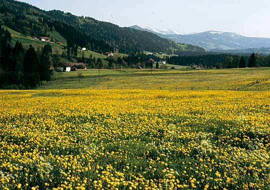 Stiefenhofen Oberthalhofen